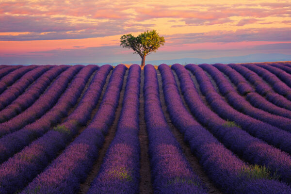 lavender field near Valensole, France -