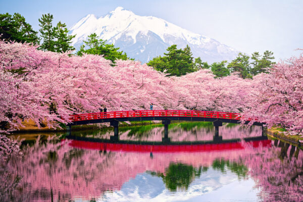 ..full cherry blossom in japan -