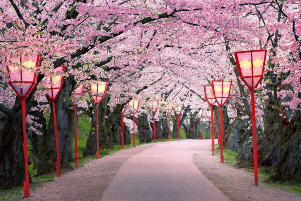 Sakura / Cherry Blossom in Hirosaki Park, Honshu, Japan -