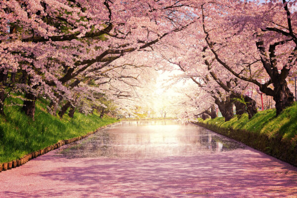 cherry blossom in Hirosaki, Japan -