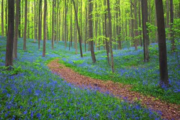 the blue forest Hallerbos / Belgium -