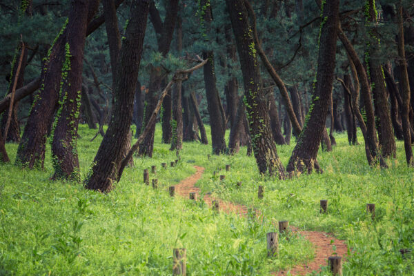forest in Kyushu, Japan -