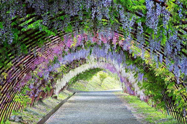 ..japanese gardens are so beautiful... -