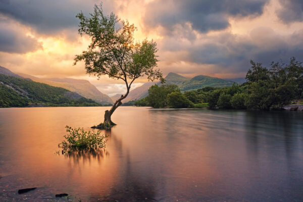 lone tree at lake Llyn Padarn -