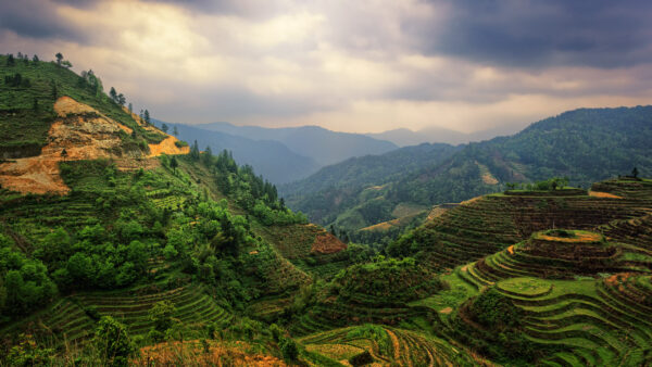 rice terraces arround Longsheng / China -