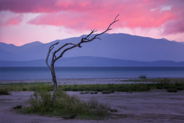just a lonely tree on a beach -