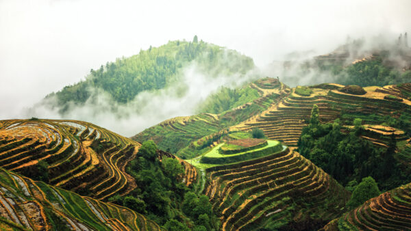 ..rice terraces in province guangxi, china... -