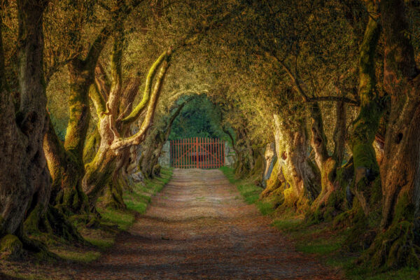 What mysteries await beyond the gate at the end of this enchanted walkway? -
