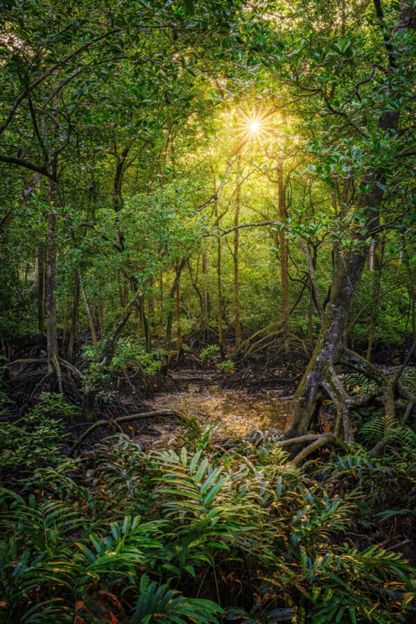 I was completely overwhelmed by the raw beauty of nature that morning in Malaysia, surrounded by the vibrant mangroves and the playful monkeys swinging through the trees. It was a moment of pure connection, where I felt deeply part of the earth’s living rhythm. -