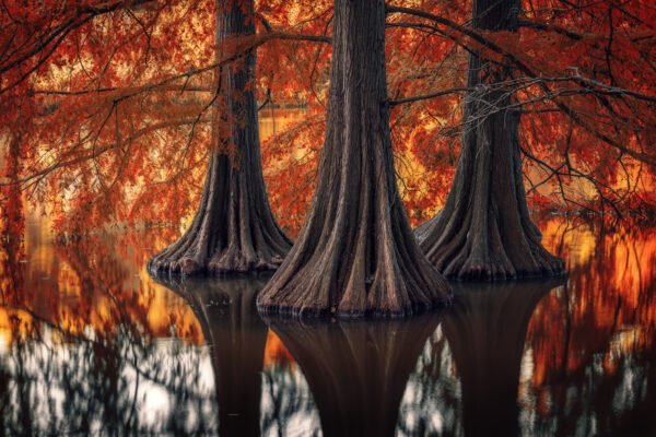 bald cypress trees in autumn -