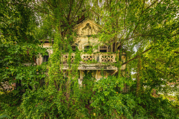An abandoned Malaysian villa is dramatically reclaimed by nature, with a large tree bursting through its center and lush green foliage engulfing the entire structure. -