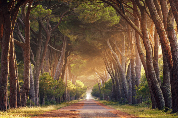 A pine forest, a sunset and a bit of Tuscany. What more do you need to be happy? -