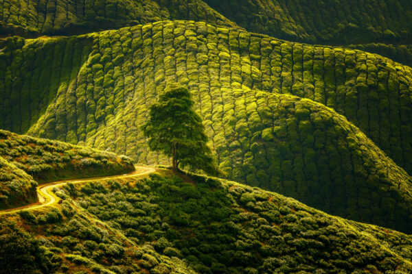 Bathed in golden dawn, the lone tree stands amidst the tea fields - silent, yet full of stories. -