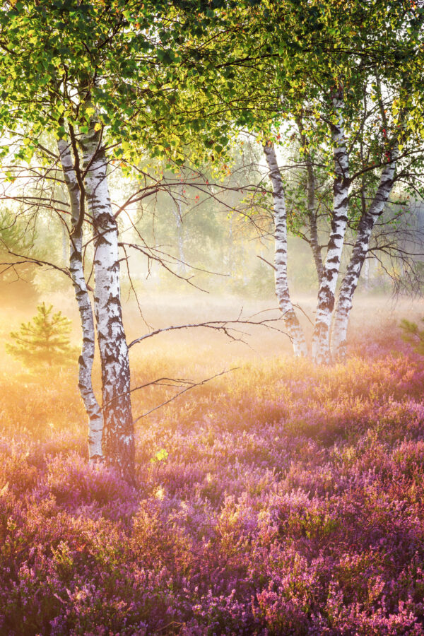 a late summer morning on the heath -