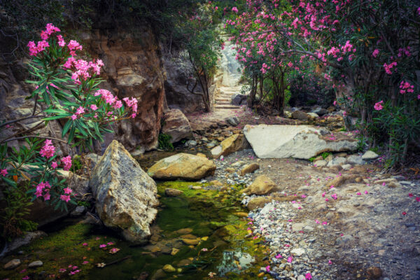 ...seen at morning hike in the Avakas Gorge in Cyprus -